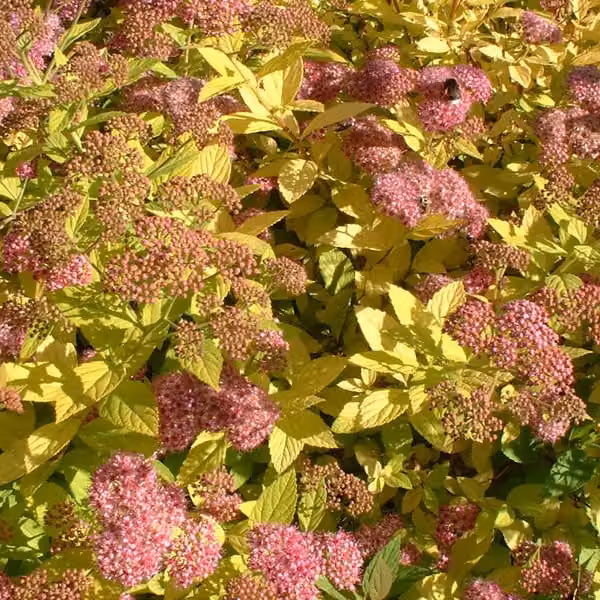2 piante di Spiraea japonica 'Goldflame' | Altezza: 20-25 cm, in vaso