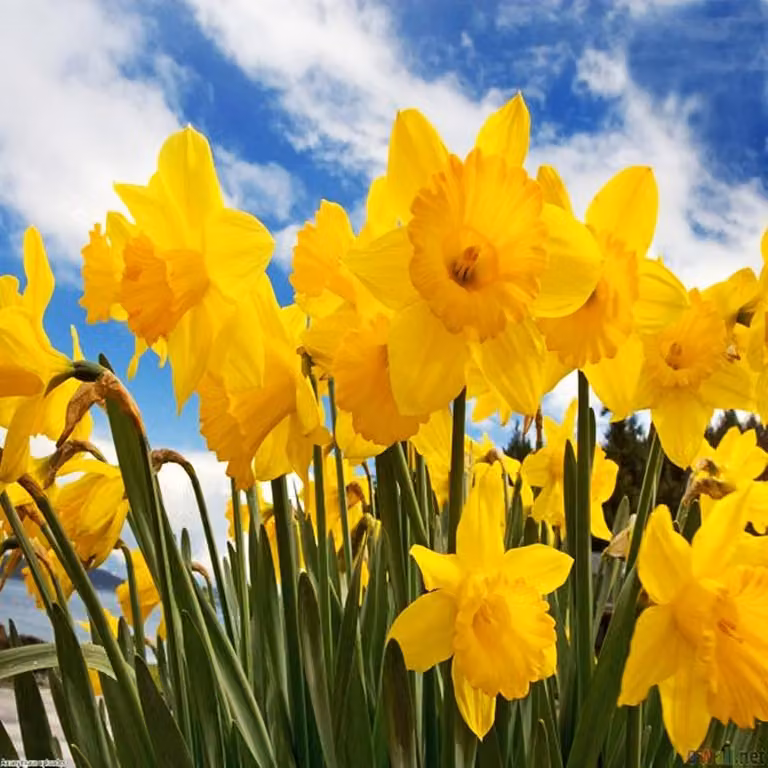 Bulbi di narciso fiori storici vecchio narciso Narcissus 10 pz.