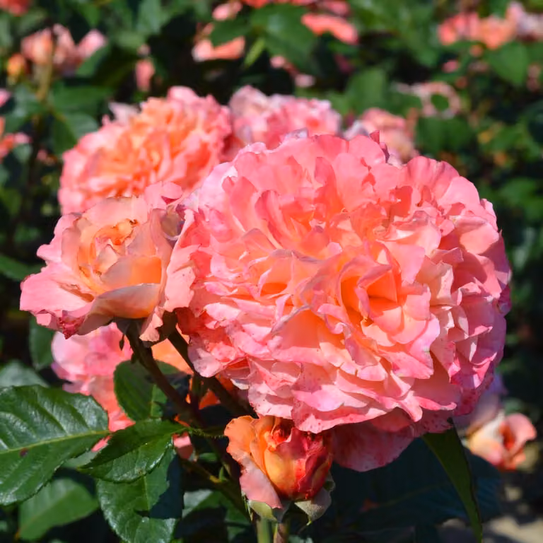 Rosen Pflanzen Rosa - 1 pianta - Perenni resistenti al freddo, piante aromatiche. Vere rose olandesi, adatte sia per il giardino che per vasi (non semi, non artificiali)