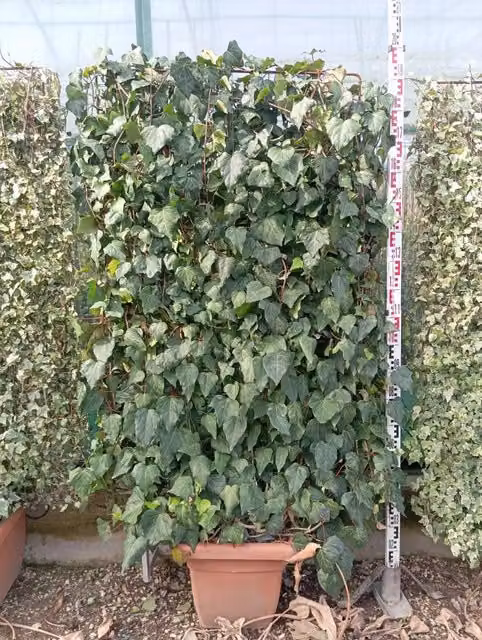 Edera Hedera Algeriensis Spalliera H 200 cm Vaso 40 cm Sempreverde