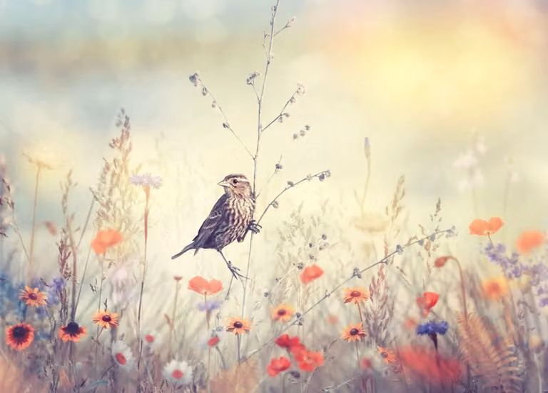 Tappetino magnetico per radiatori Bird in the meadow Wildflowers Boho 60x100