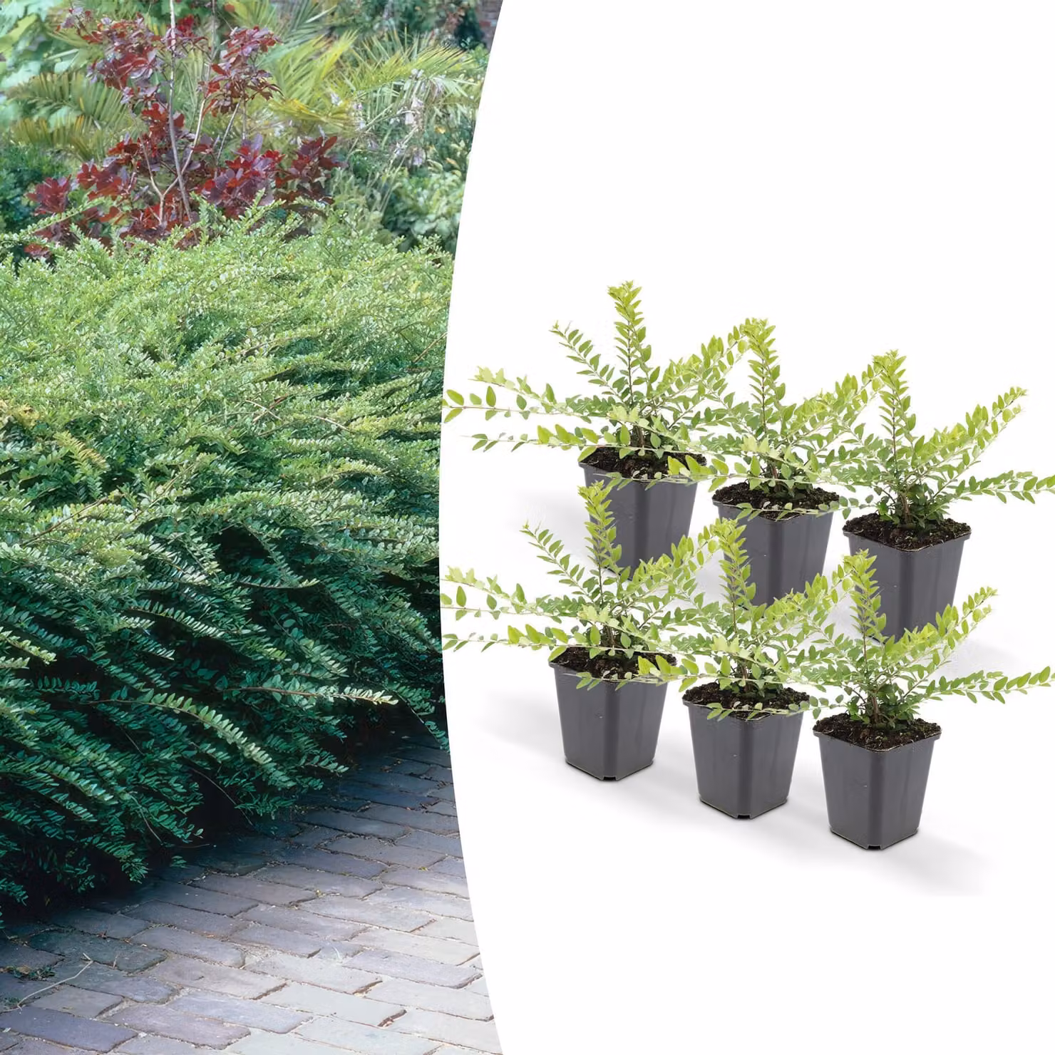 Piante da copertura del suolo: Mirto - Lonicera nitida 'Maigrün' - vaso da 9 cm - confezione da 6 piante