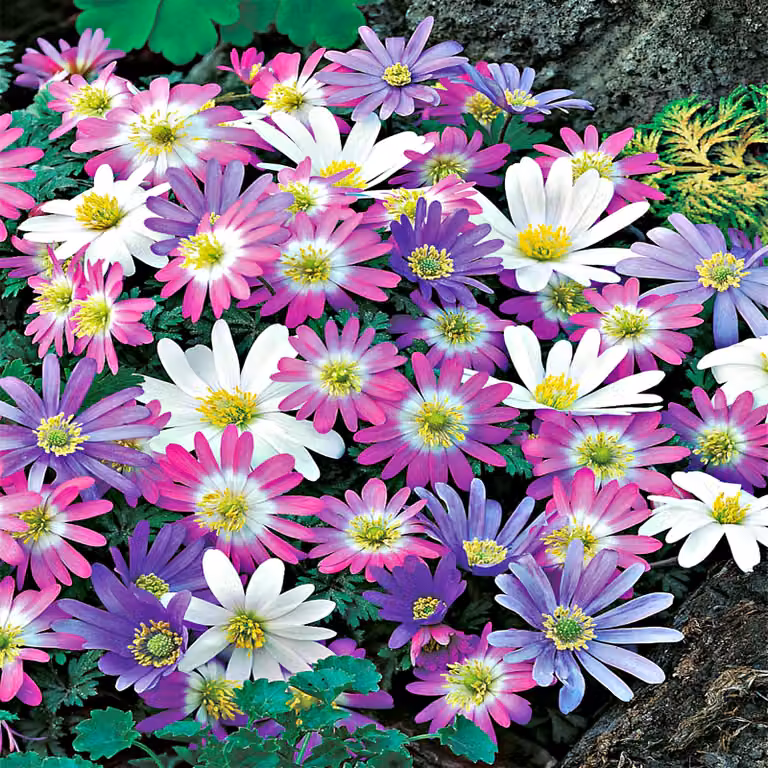Miscela di anemoni greci Anemone Blanda 10 pz Bulbi di anemone
