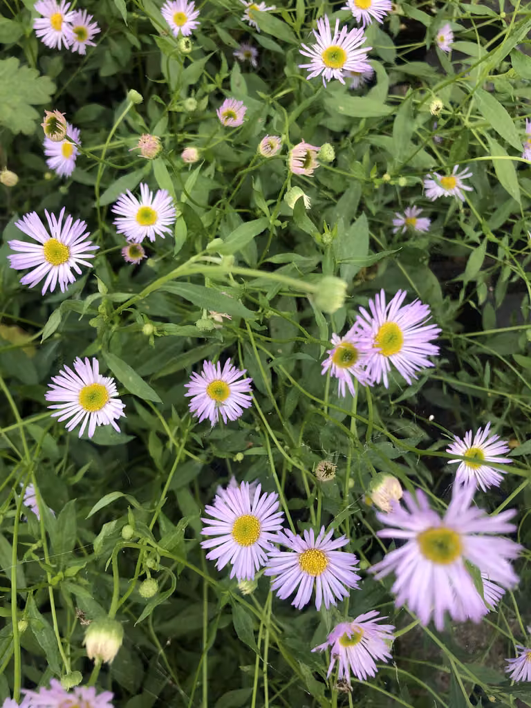 6 x Erigeron karvinskianus 'Lavender Lady' - margherita spagnola - vaso 9x9 cm