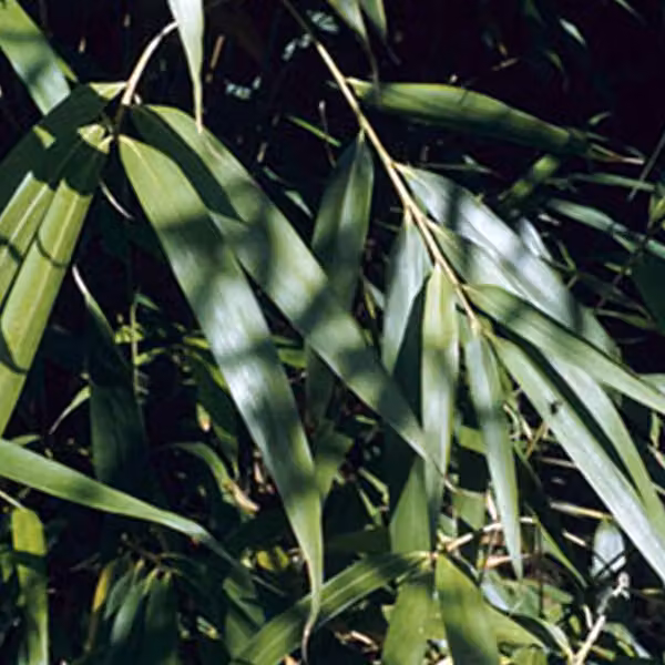 Pseudosasa japonica (bambù freccia) | 60-80 cm in vaso