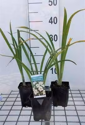 6 x Hemerocallis hybr. 'Arctic Snow' - daylily - vaso 9 x 9 cm