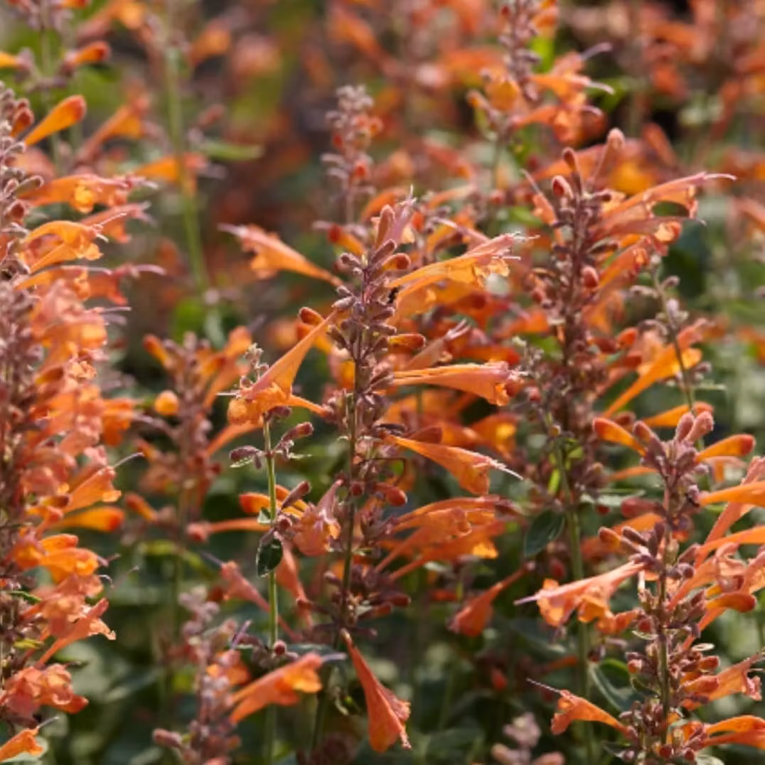 6 piante di Agastache ibrida - Agastache ibrida 'Tangerine Dream' | Vaso da 9x9 cm