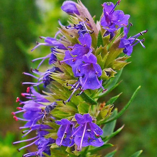 6 piantine di *Hyssopus officinalis* | Vaso da 9x9 cm