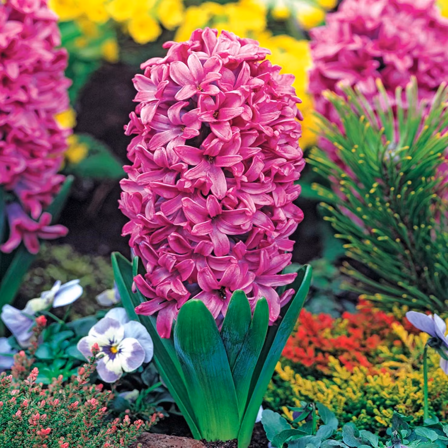 Bulbi di giacinto Bulbi di fiori Hyacinthus Miss Saigon 16/18 3 pz.