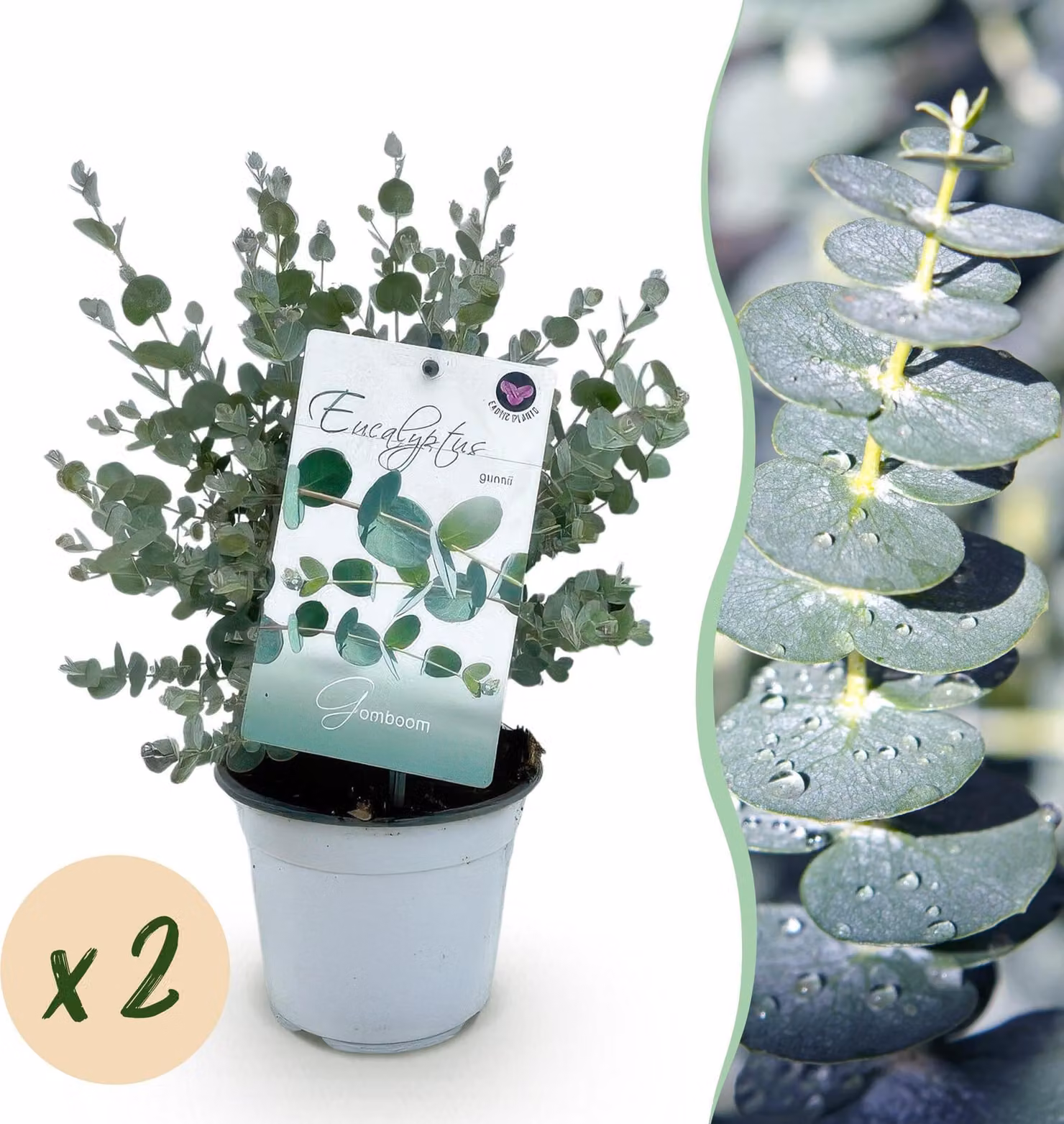 Pianta da terrazzo - Eucalipto - Eucalyptus gunni - Grigio - 2 Piante - Resistente - 30cm - Ø15cm - Pianta da giardino