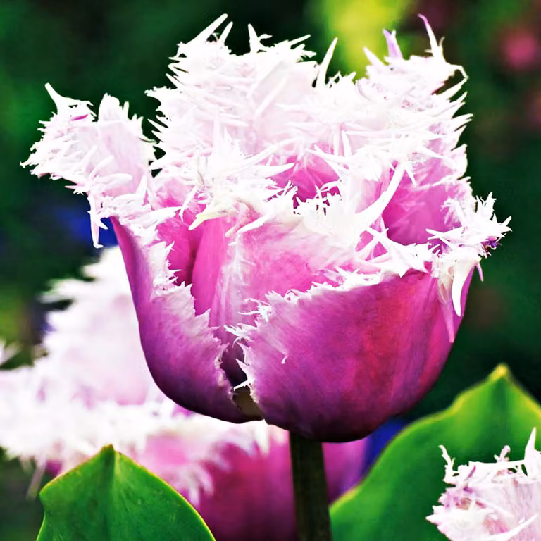 Tulipani Bulbi Fiori Tulipani sfrangiati Cummins 5 pz.