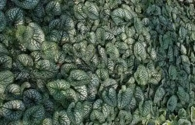 6 x Brunnera macr. 'Sea Heart'® - Nontiscordardime caucasico - vaso 9 x 9 cm