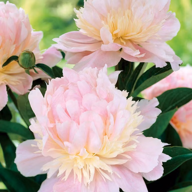 Paeonia Peonia Angel Cheeks 1 pz Peonie piantine piantina Profumata