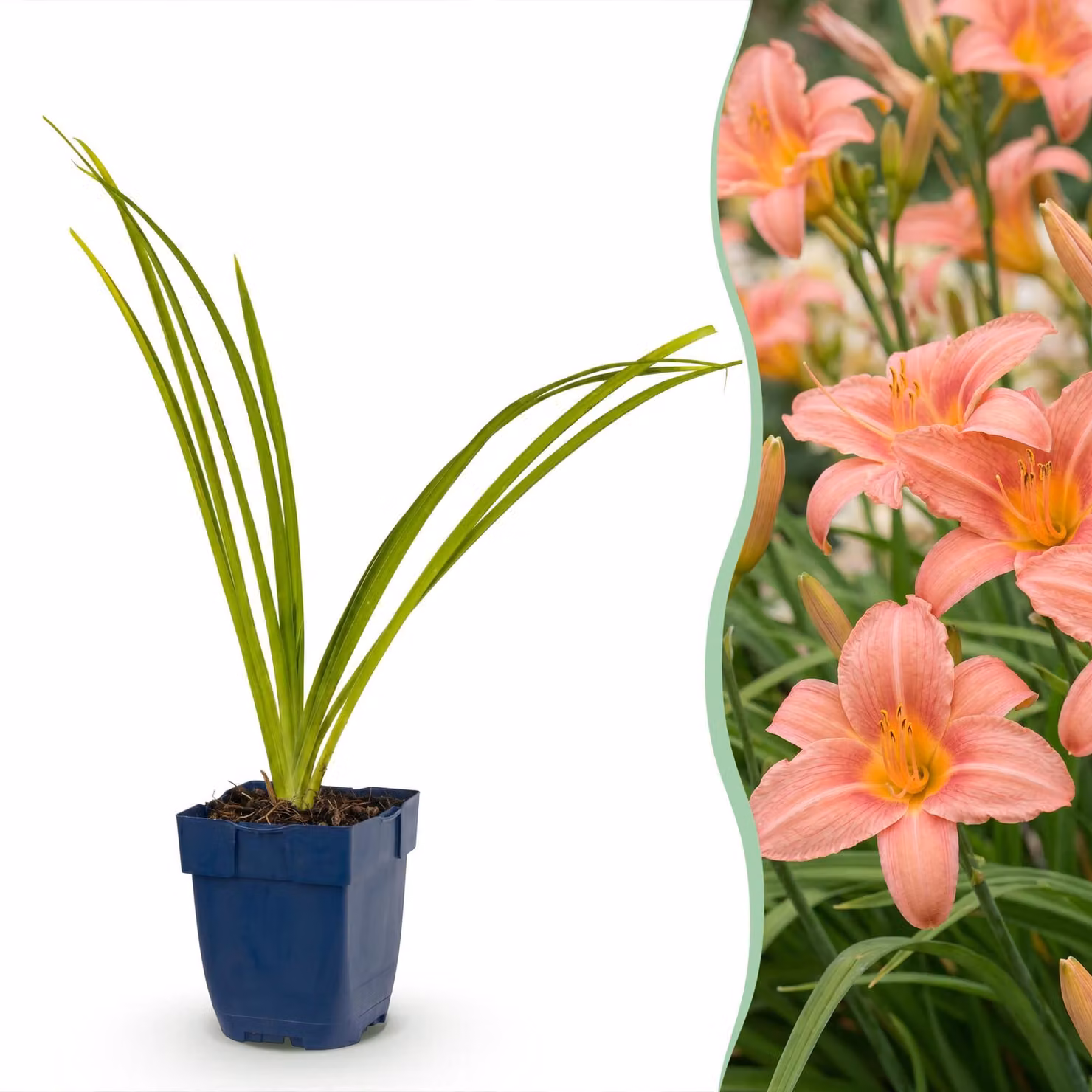 Hemerocallis Pink Damask - Giglio diurno - Attira api e farfalle - Rosa - 15-25cm - Ø11cm - Pianta da giardino
