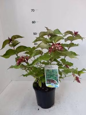 6 x Leycesteria formosa - Schöne Leycesterie - Topf 9 x 9 cm