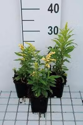6 x Solidago hybr. 'Strahlenkrone' - Verga d'oro - vaso 9 x 9 cm