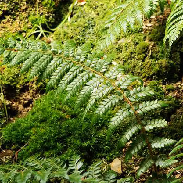 6 piante di felce *Polystichum braunii* (nota anche come felce di Braun), in vaso da 9x9 cm