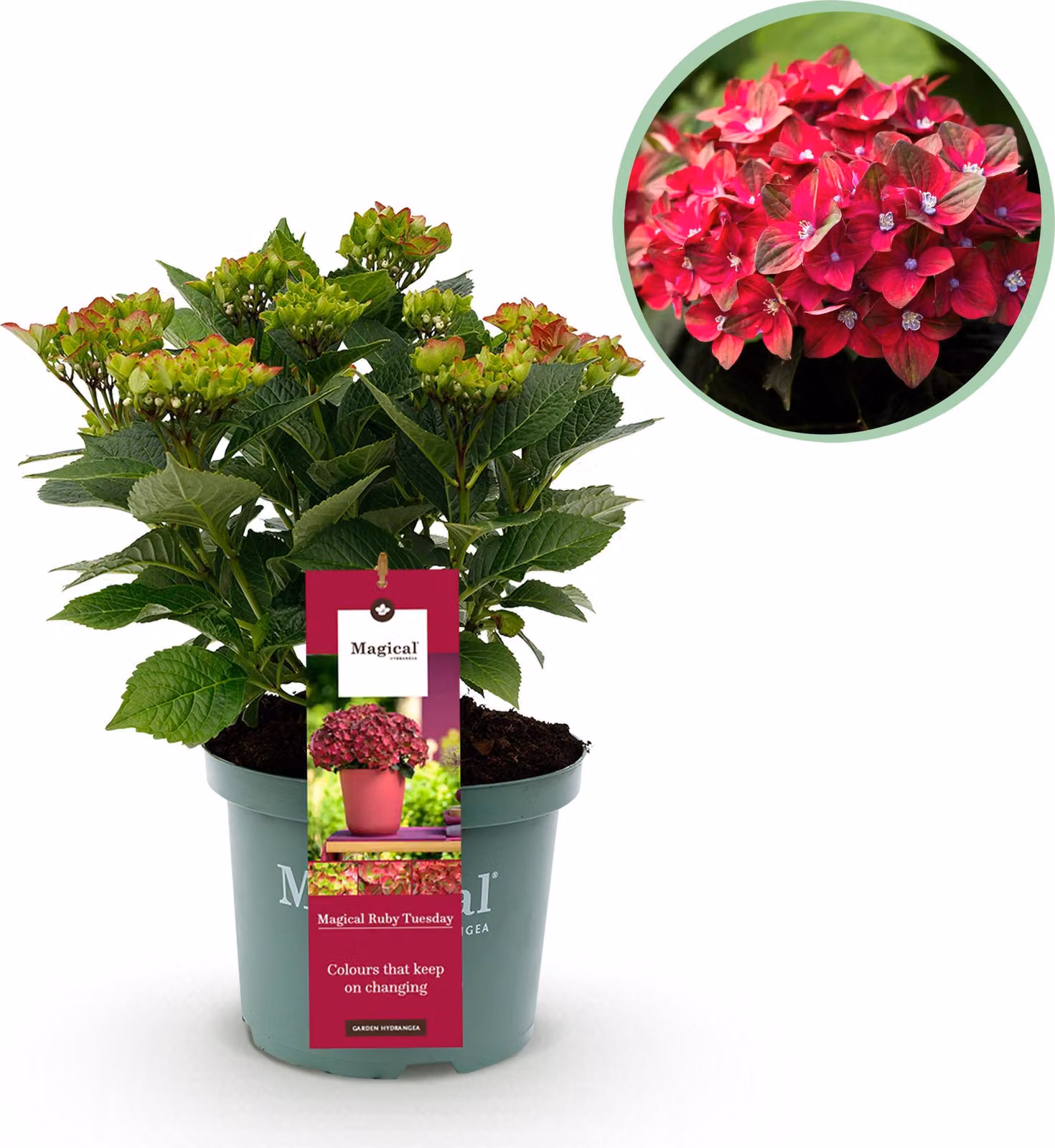 Ortensia - Hydrangea Magical Teusday & Saphire - Rosso - 6-10 Fiori - Pianta da terrazzo - 40-55cm - Ø23cm - Pianta da giardino