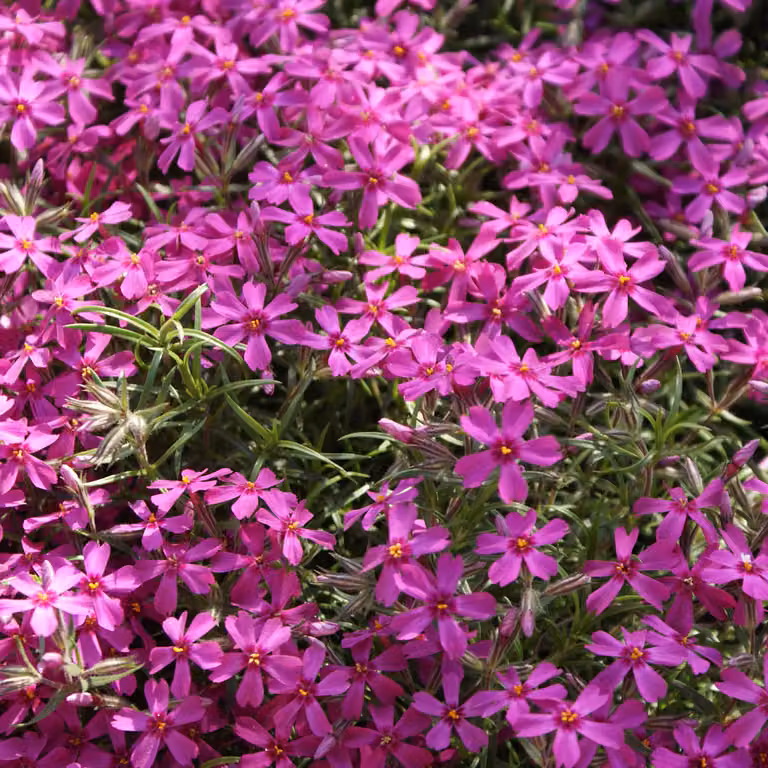 6 piante di "Flammenblume" (Phlox subulata 'Atropurpurea') | Vaso da 9x9 cm
