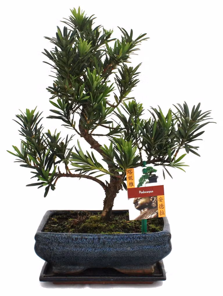 Disco di pietra per bonsai - Podocarpus macrophyllus - circa 8 anni