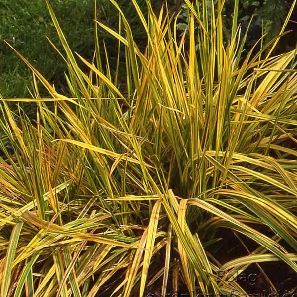 6 piante di "Fuchsschwanz" (Alopecurus pratensis 'Aureovariegatus') – vaso da 9x9 cm
