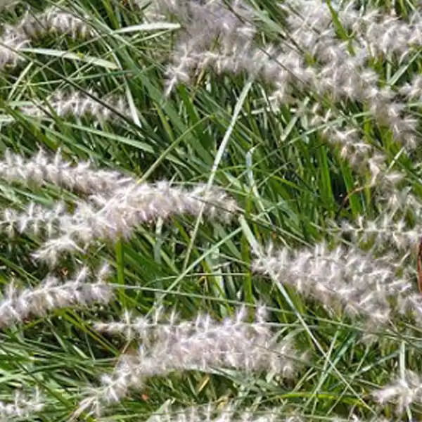 6 piante di Federborstengras (Pennisetum orientale 'Karley Rose') | Vaso da 9x9 cm