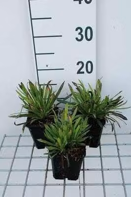 6 x Lychnis visc. 'Plena' - Lichtnelke - Topf 9 x 9 cm