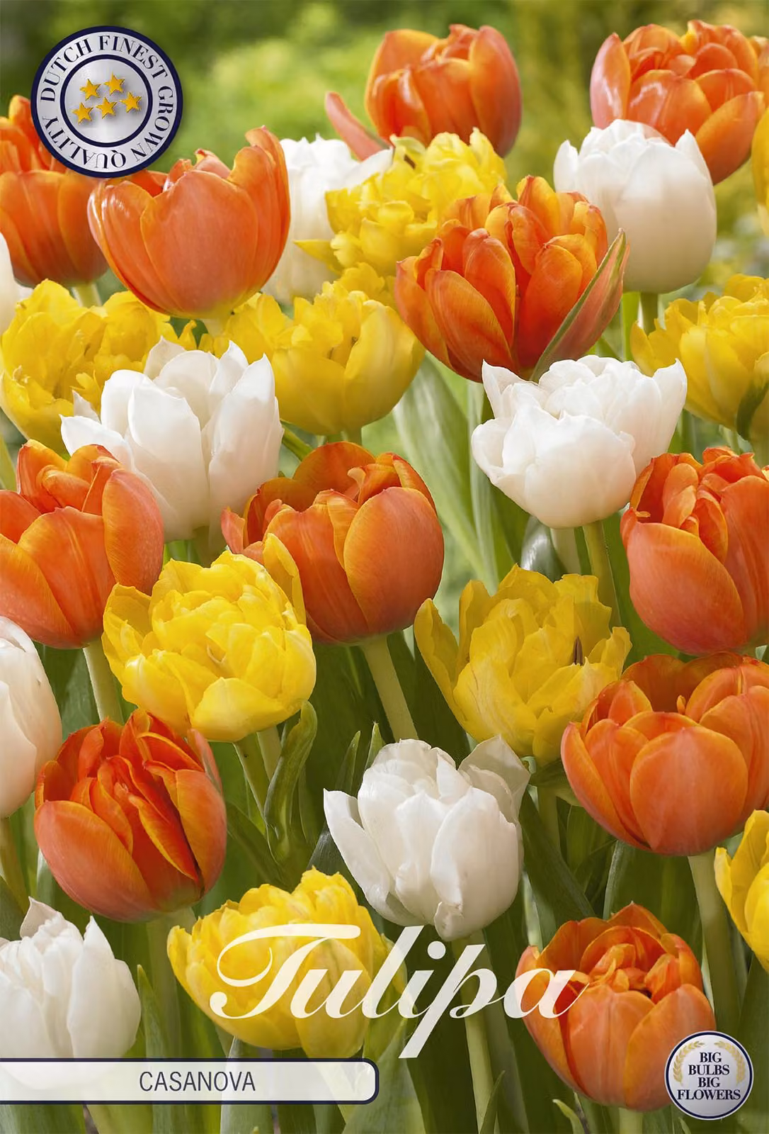 Tulipano Casanova (10 pezzi) | Bulbi di tulipano di Sam van Schooten