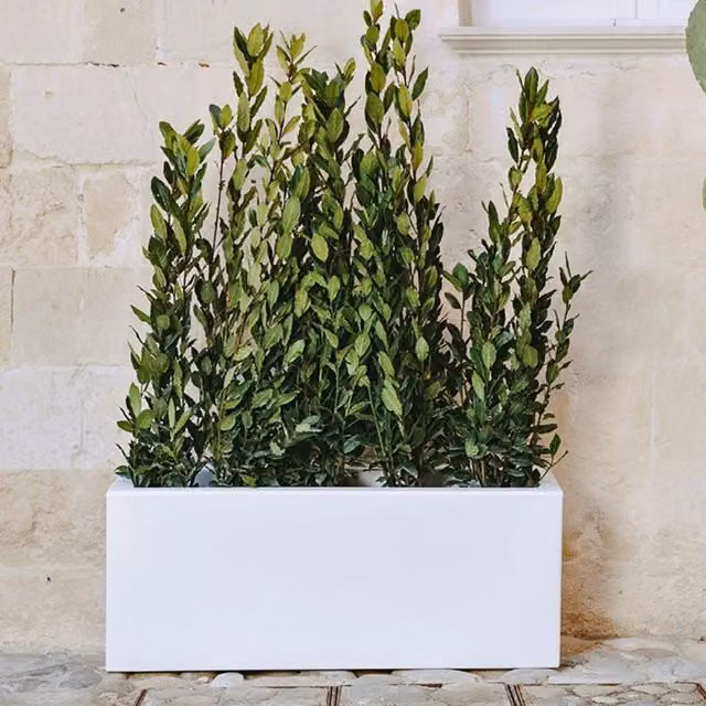 Fioriera a vaso rettangolare Monacis in resina bianca per piante ornamentali L/P/H: 100 x 40 x 40 cm