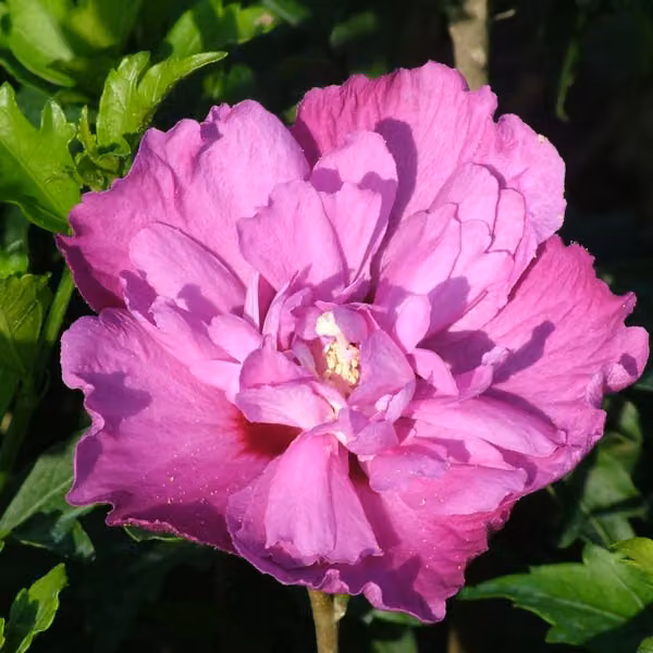 Hibiscus 'Purple Ruffles' | Altezza: 40-60 cm, in vaso