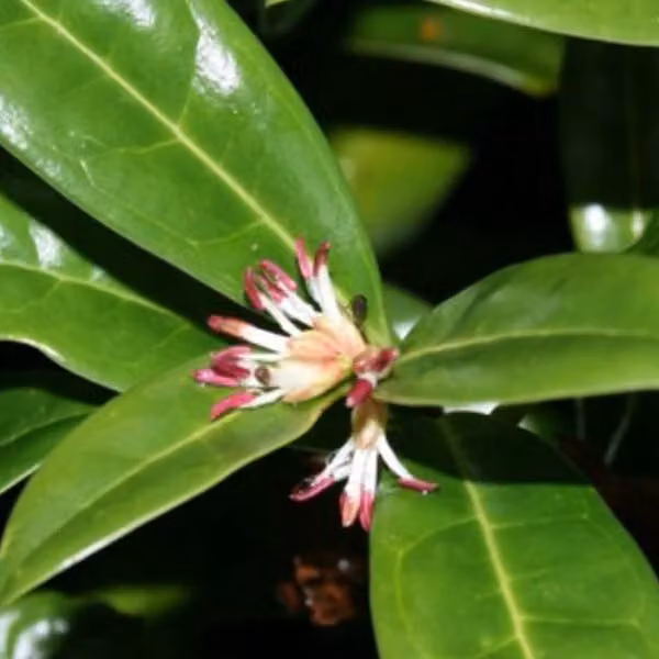 2 piante di *Sarcococca hookeriana* 'Humilis' (Himalaya), in vaso, altezza 20-25 cm