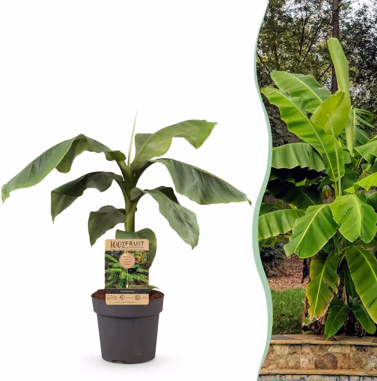 Pianta da frutto - Banano giapponese da fibra - Musa Basjoo - Difficile da gestire - 80-90cm - Ø21cm - Pianta da giardino