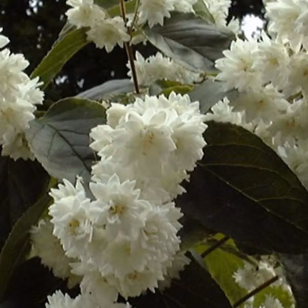 2 piante di Deutzia magnifica (Sternchenstrauch) | Altezza: 60-80 cm, coltivate in vaso