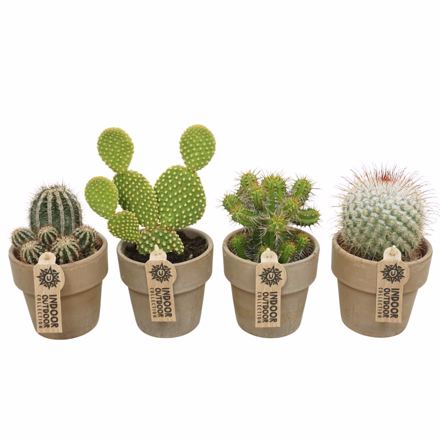 Set di 4 cactus con coprivaso
