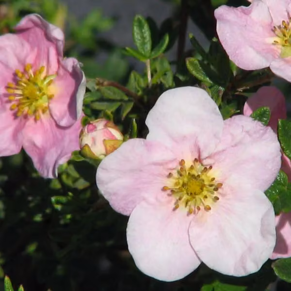 2 piante di "Princess", Potentilla fruticosa Princess 'Pink Queen' | Altezza: 25-30 cm, in vaso