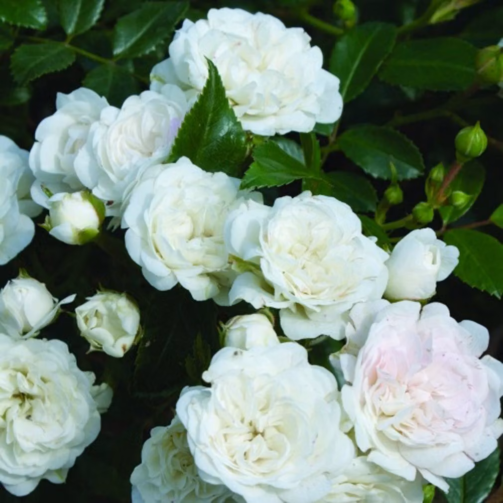 2 x Rosa - Rosa tappezzante - Rosa 'White Fairy'