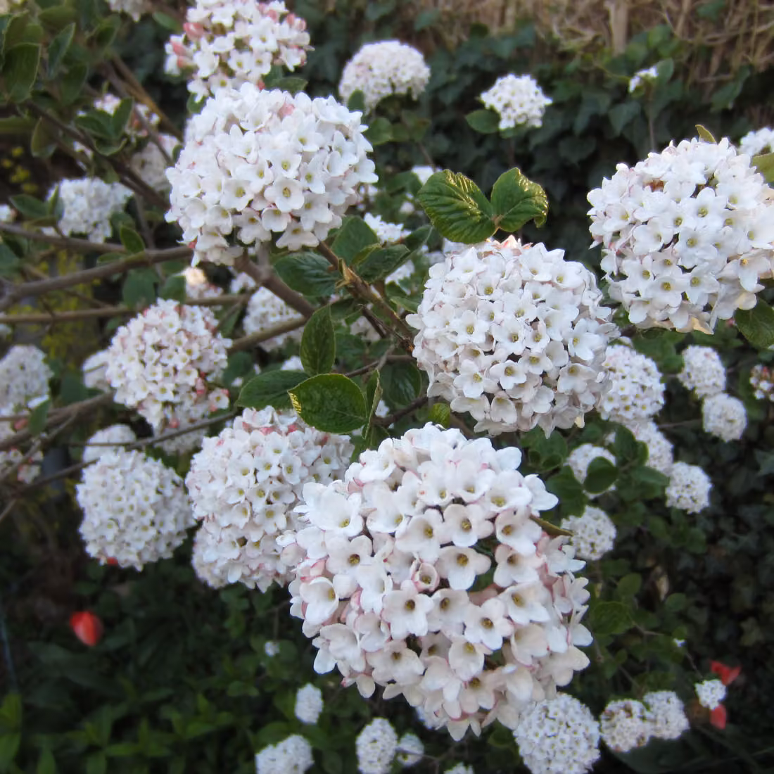 Viburnum carlcephalum (Schneeball a fiori grandi) | 60-80 cm in vaso