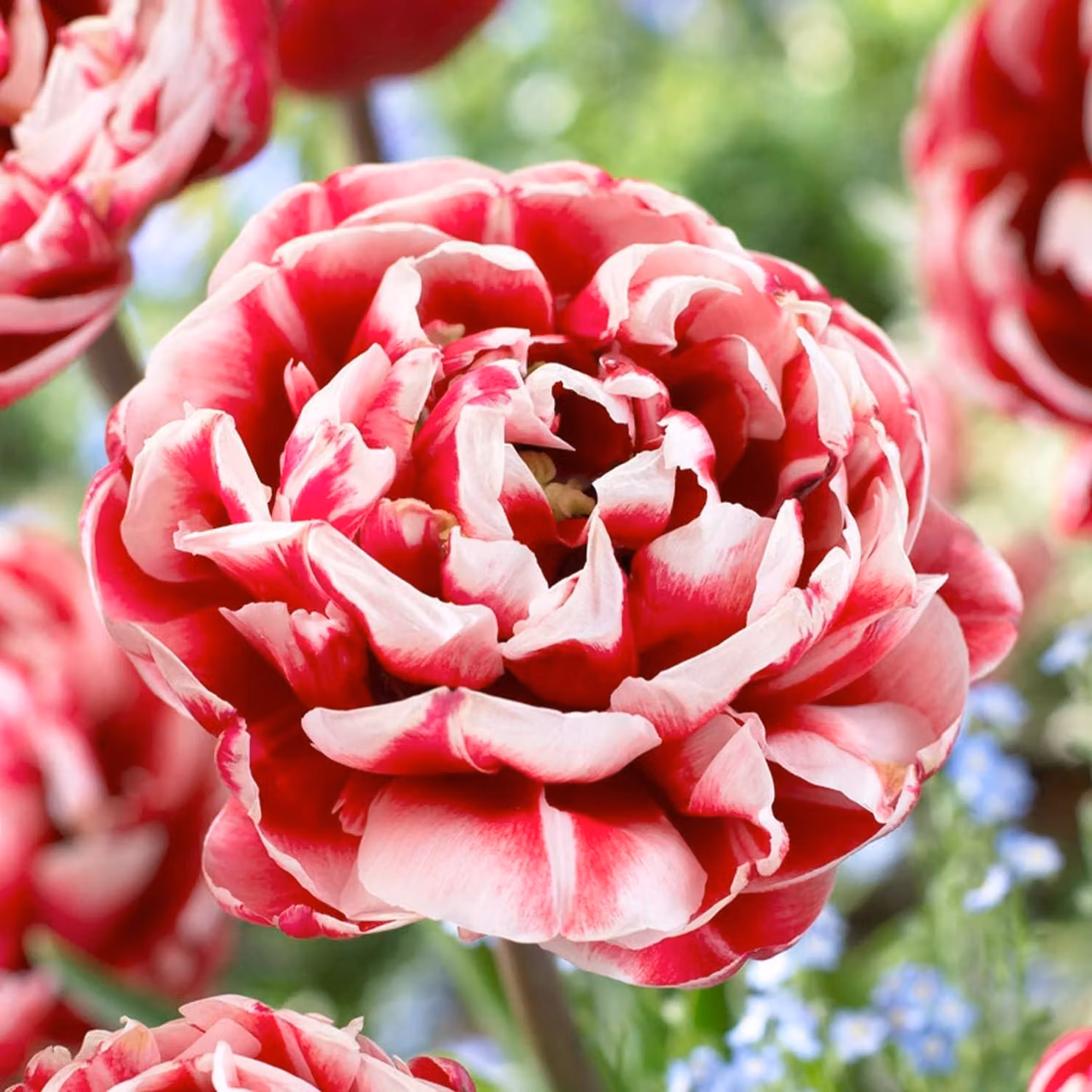 Bulbi di tulipano resistenti al freddo, perenni - "Double Red-White Passion" - 20 bulbi - Piante provenienti dall'Olanda - Tulipani per giardino, vasi e balcone (bulbi grandi, senza semi, non trattati artificialmente)