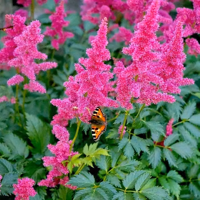 6 piante di Astilbe (j) - Astilbe japonica 'Köln' | Vaso da 9x9 cm
