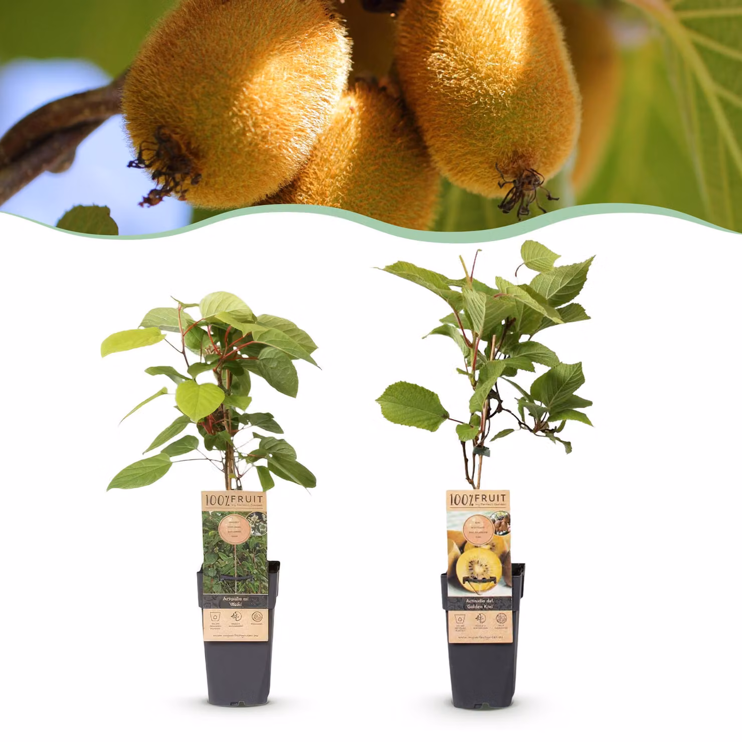 Actinidia Weiki & Golden Kiwi - Pianta di kiwi - 1 Maschio - 1 Femmina - Piante - Giallo - 40-50cm - Ø15cm - Pianta da giardino - Verdure e frutta
