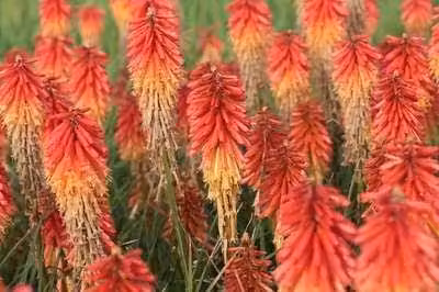 6 x Kniphofia hybr. 'Papaya Popsicle'® - Giglio torcia - vaso 9 x 9 cm