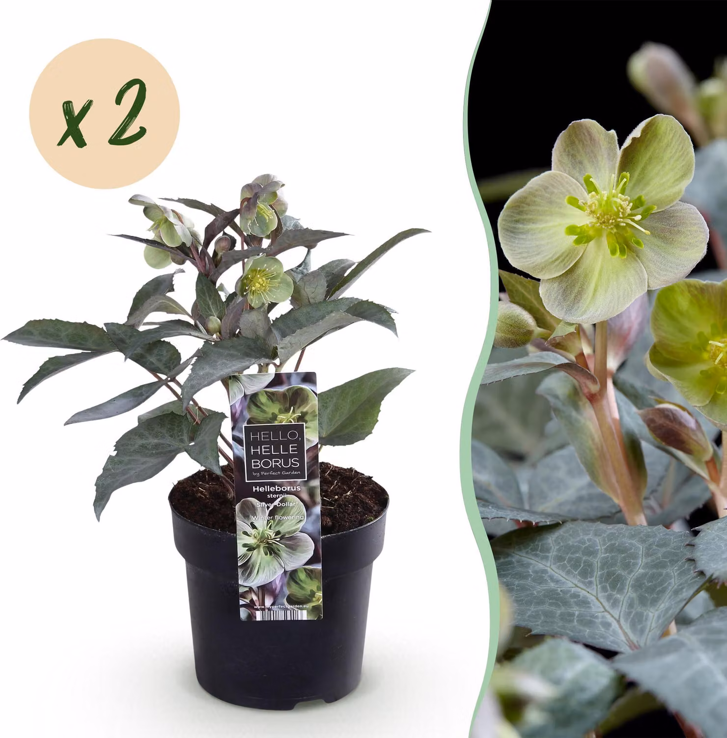 Helleborus sternii Silver Dollar - Fiore verde -2 piante- Sempreverde - 25-35cm - Ø14cm - Pianta da giardino