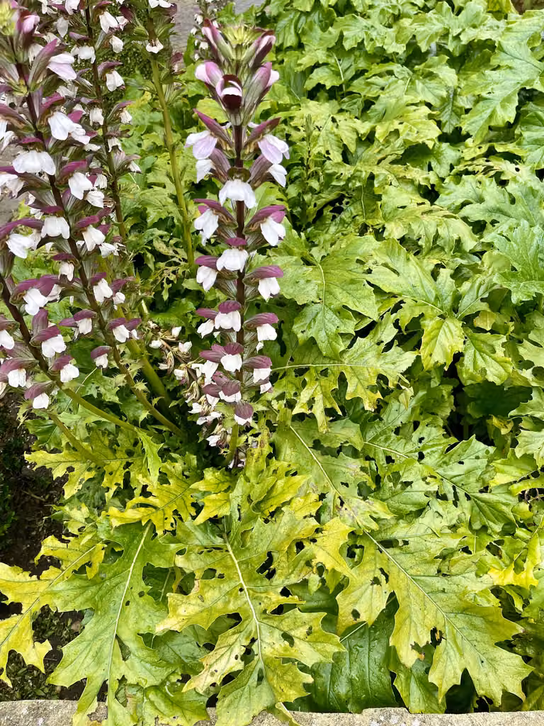 6x Acanthus mollis - Hogweed in vaso 9 x 9 cm
