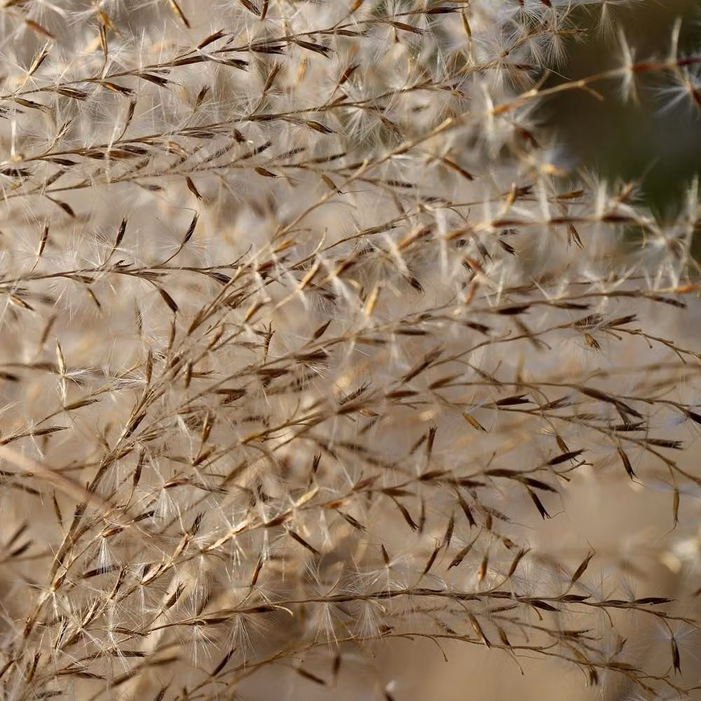 6 piante di *Miscanthus sinensis* 'China' | Vaso da 9x9 cm