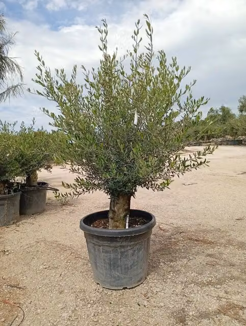 OLEA EUROPAEA ALB.60 MINI FUSTO KORONEIKI CRF.45/55