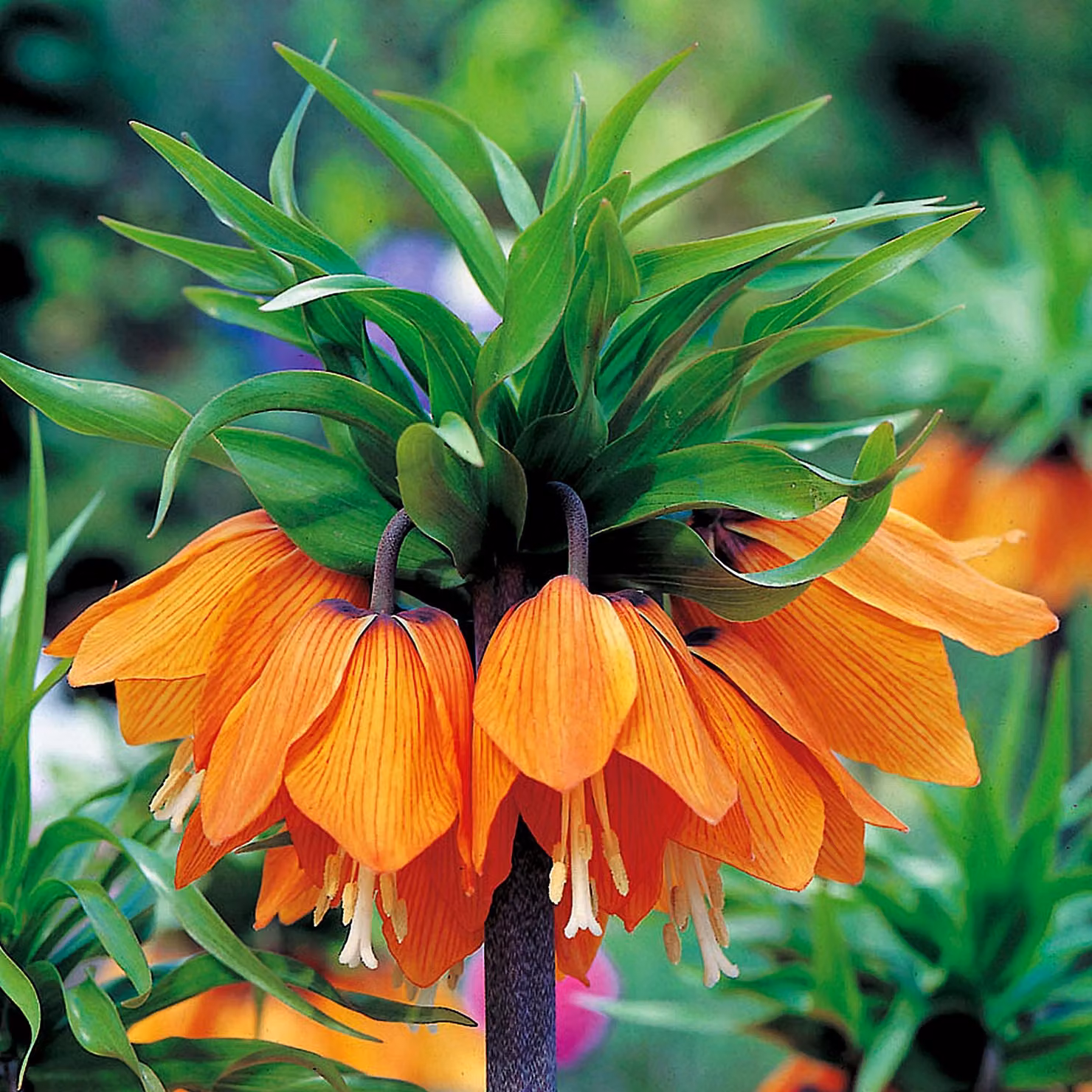 Bulbi Fiori Fritillaria Imperial Crown Chess Flower Arancione XXL 1 pz.