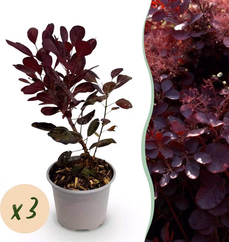 Cotinus coggyria Lilla - Viola 3 piante - Decidua - Bassa manutenzione - 25-35cm - Ø12cm - Pianta da giardino