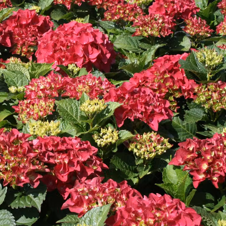 2 ortensie - *Hydrangea macrophylla* 'Kardinal', in vaso, altezza 25-30 cm