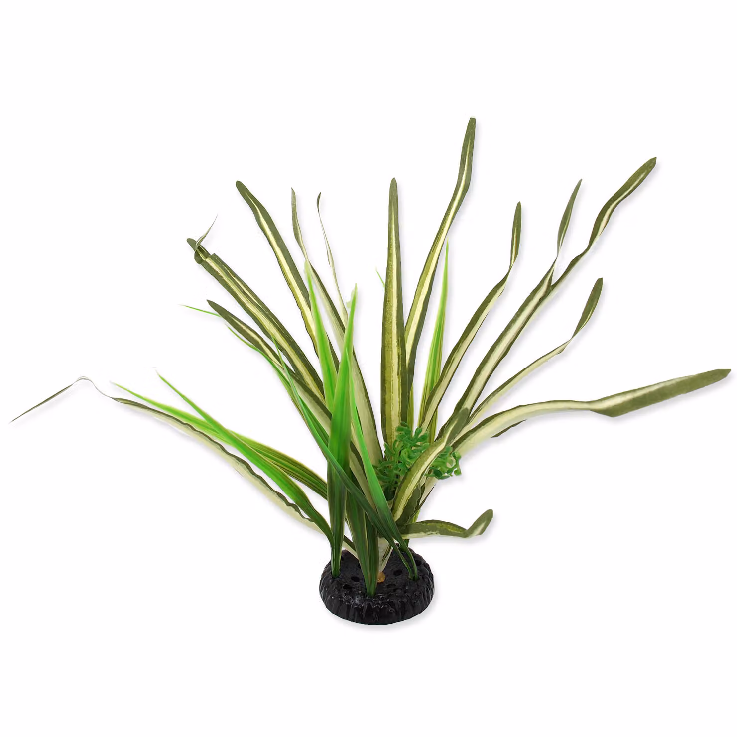 Pianta erbacea Spartina 30 cm 1 pz
