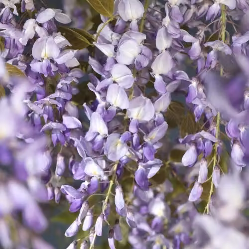 3 pezzi Wisteria sinensis Prolific 25-50 cm Pioggia blu cinese - pianta rampicante